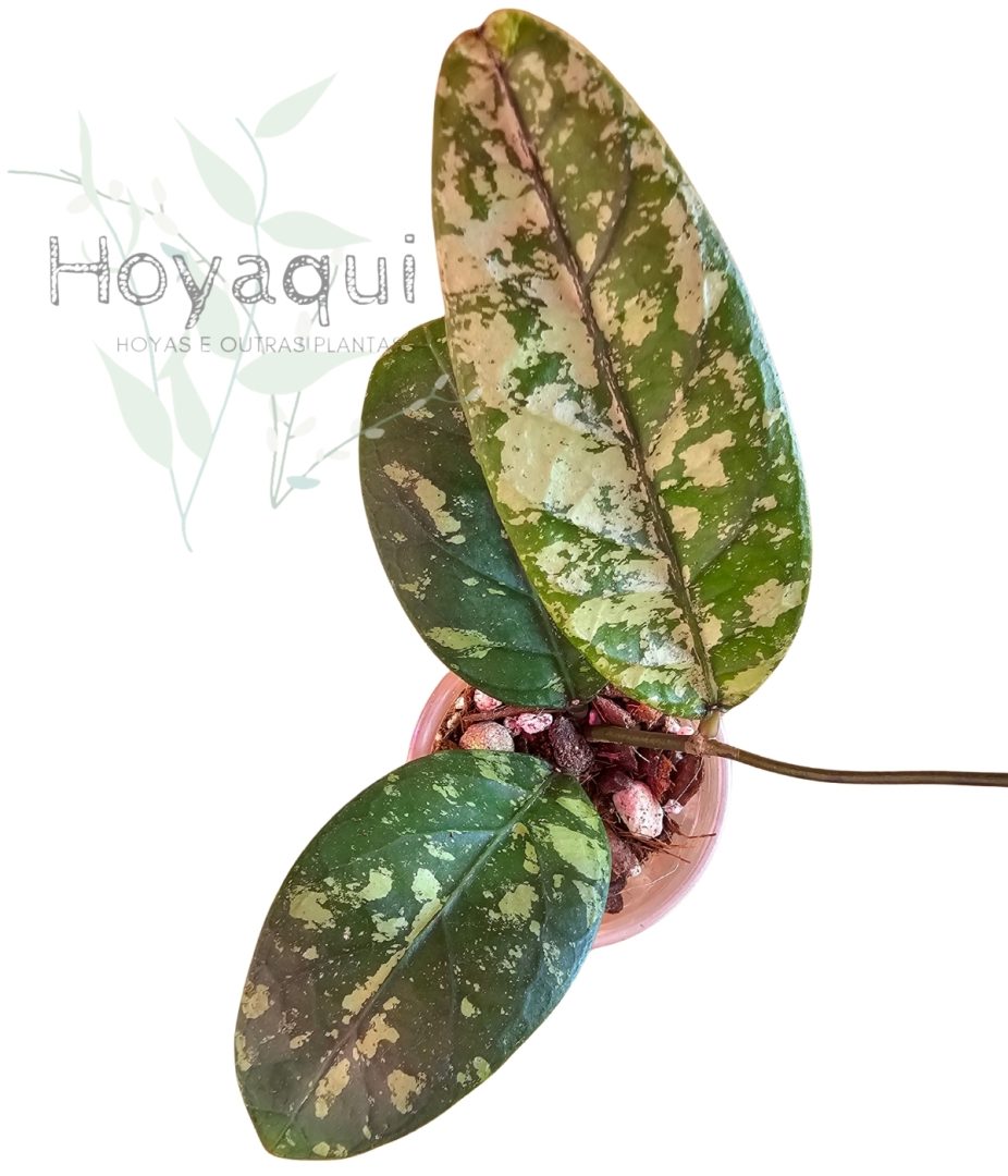Hoya sp. Aceh (splash) Hoya sp. Aceh (splash)