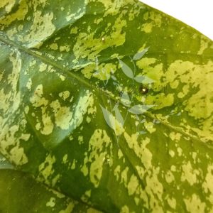 Hoya sp. Aceh splash