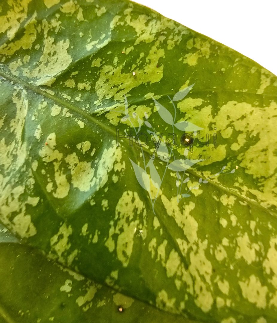 Hoya sp. Aceh splash