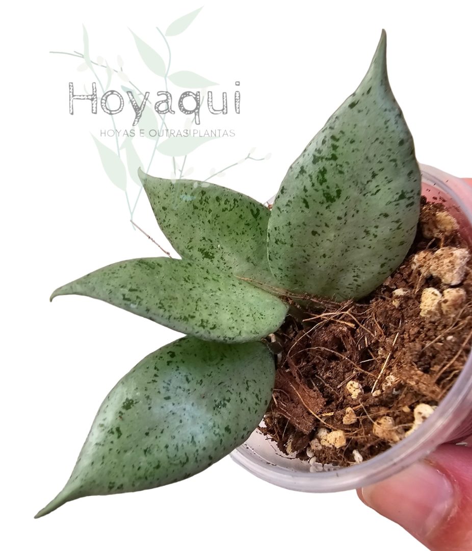 Hoya lacunosa 'Mint'