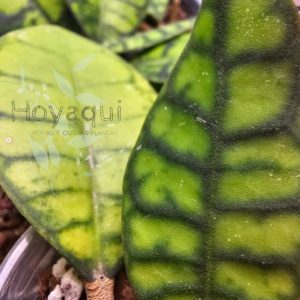 Hoya callistophylla ‘Black Cat’