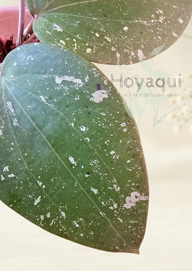 Hoya glabra (splash)