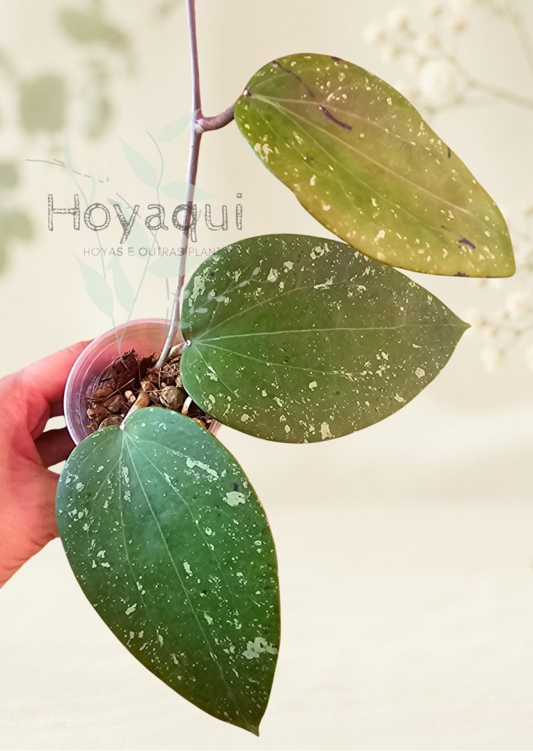 Hoya glabra (splash)