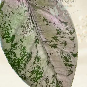 Hoya coriacea ‘Silver’