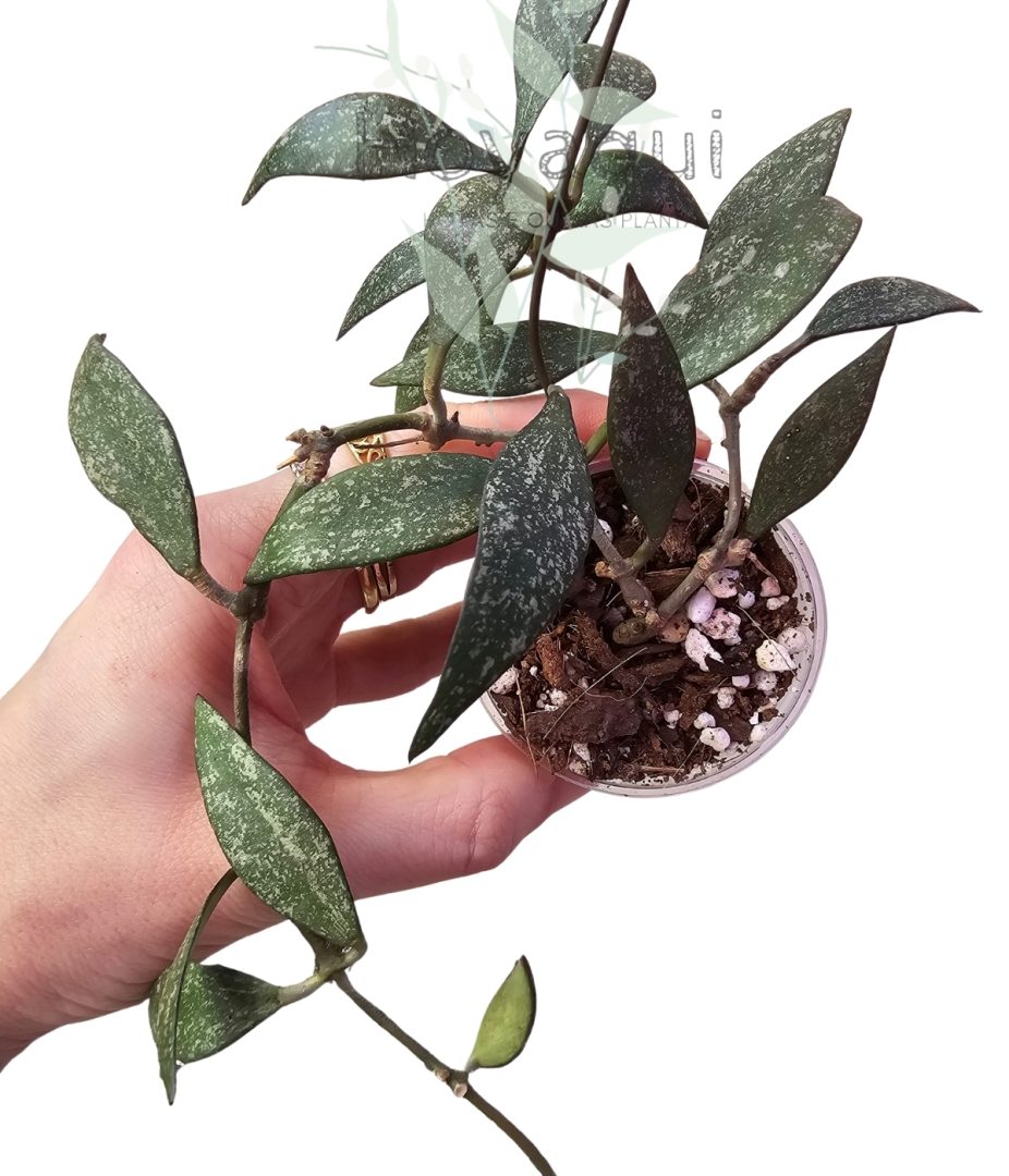 Hoya parviflora Splash