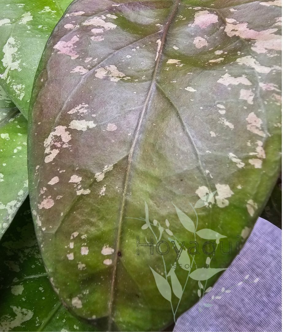 Hoya sp. Aceh splash