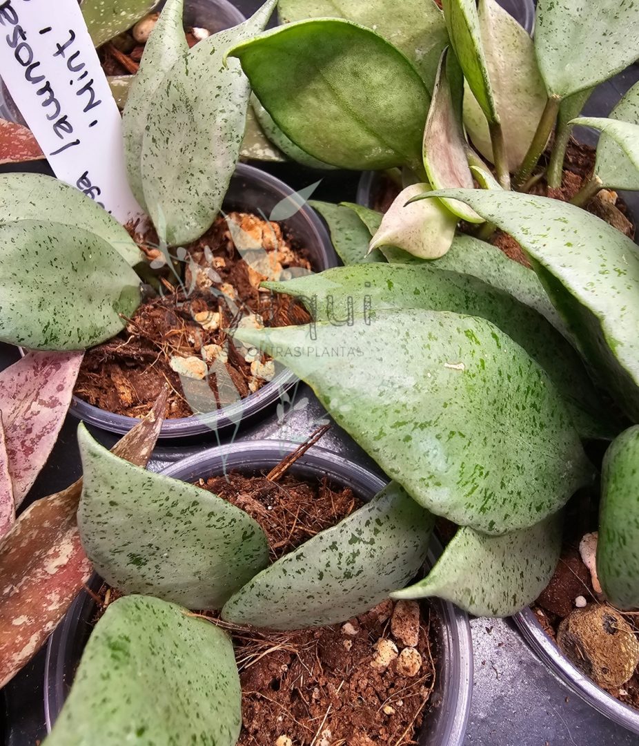 Hoya lacunosa 'Mint'