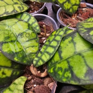 Hoya callistophylla ‘Black Cat’