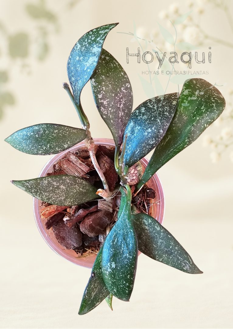Hoya parviflora Hoya parviflora