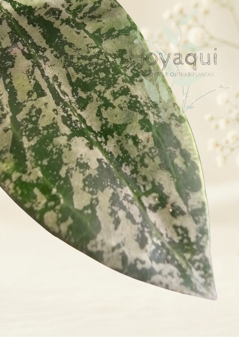 Hoya sp. Rangsan