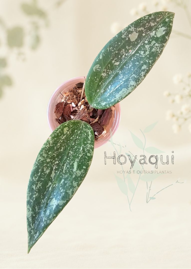 Hoya sp. Rangsan