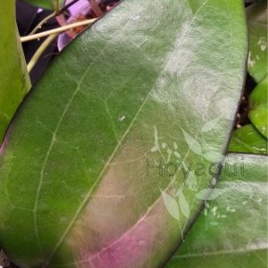 Hoya sp. Bumijawa