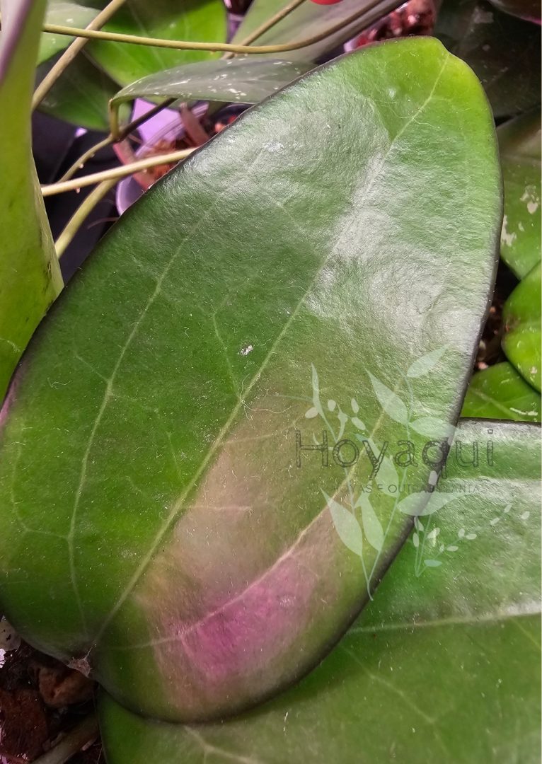 Hoya sp. Bumijawa Hoya sp. Bumijawa
