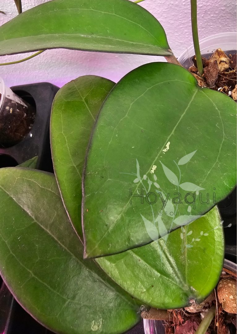 Hoya sp. Bumijawa Hoya sp. Bumijawa