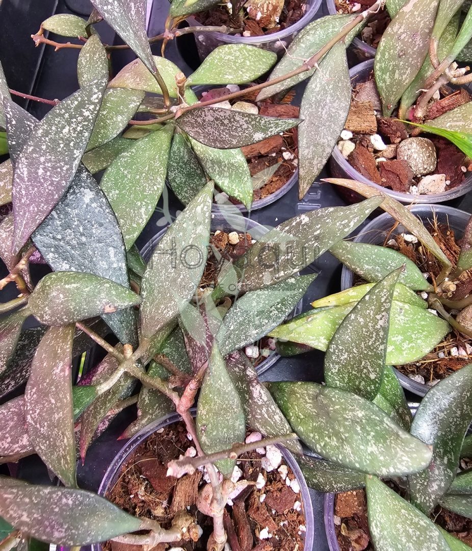 Hoya parviflora Splash