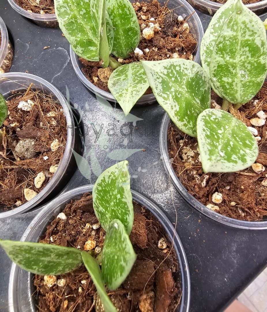 hoya lacunosa 'Leopard Skin'