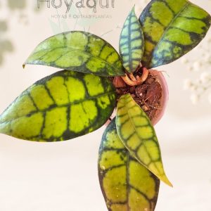 Hoya callistophylla ‘Black Cat’