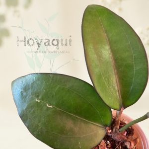 Hoya sp. Bumijawa