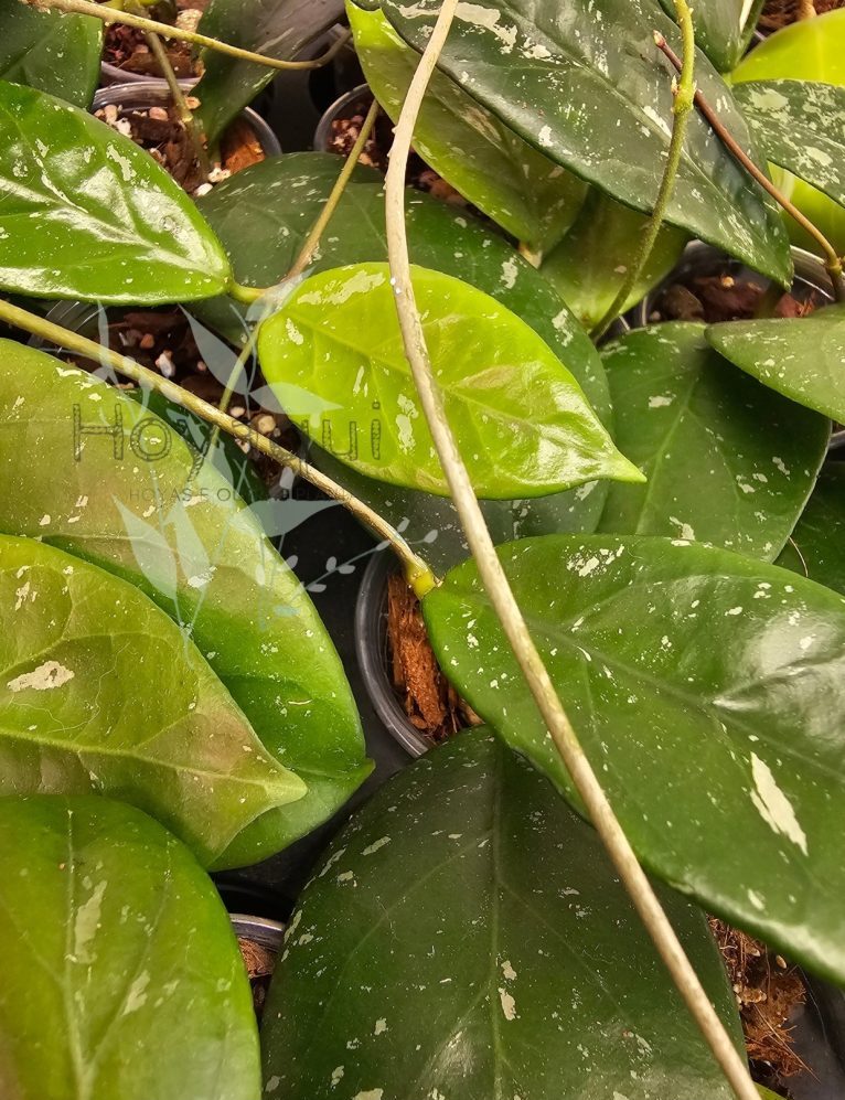 Hoya sp. Lai Chau (splash)