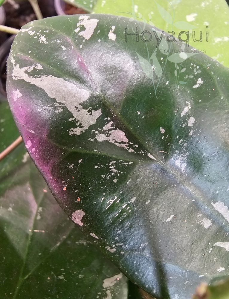 Hoya sp. Lai Chau (splash)