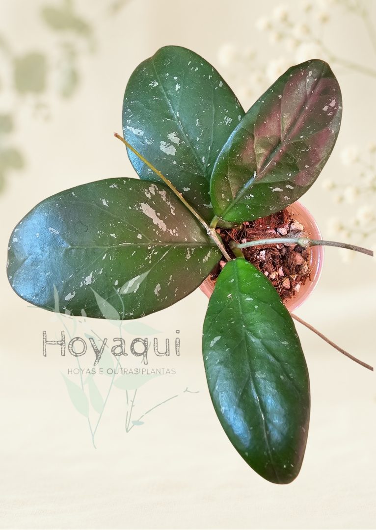 Hoya sp. Lai Chau (splash)