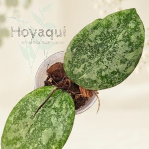 Hoya verticillata (sp. Nganjuk splash)