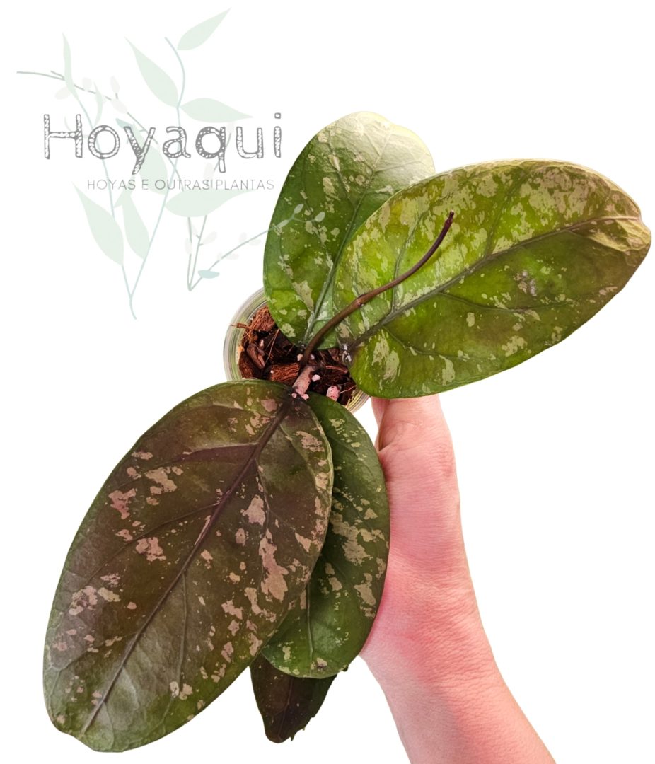 Hoya sp. Aceh splash
