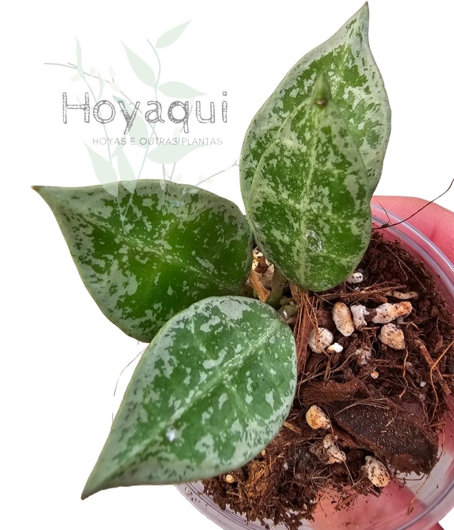 hoya lacunosa 'Leopard Skin'