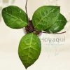 Hoya verticillata ‘Lampung’