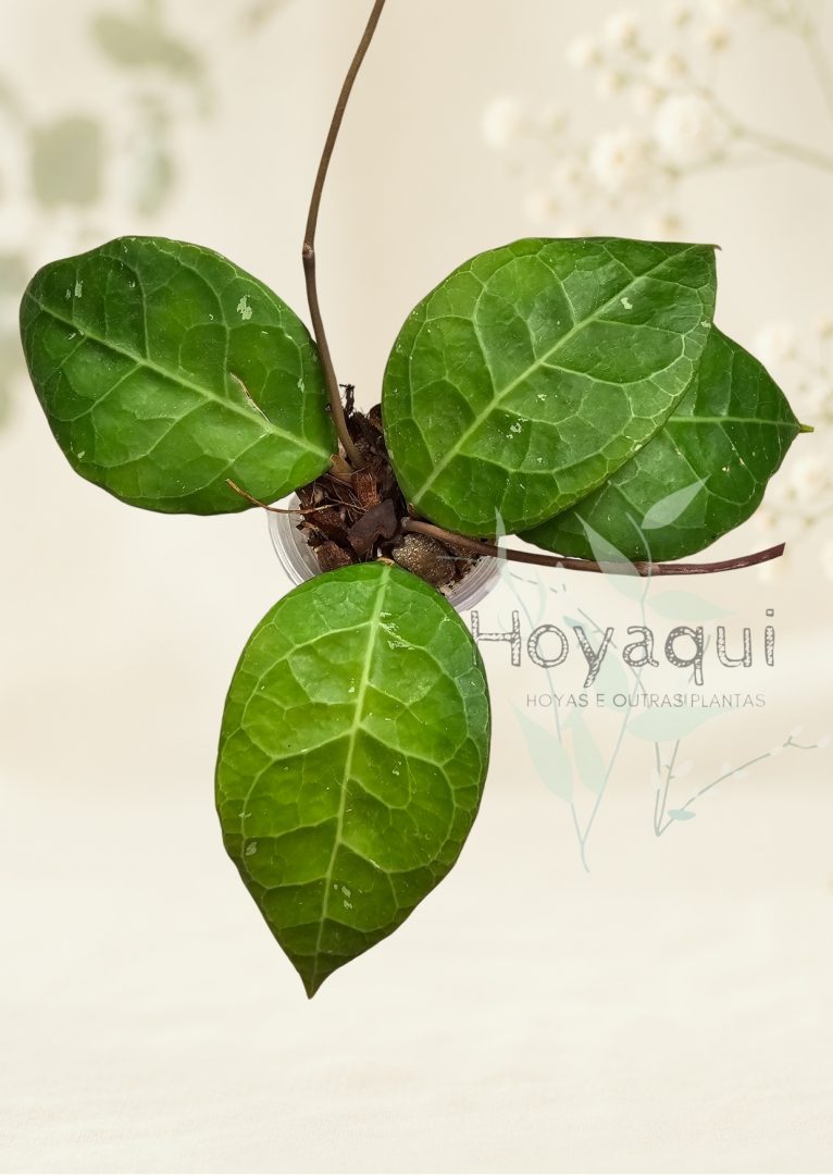 Hoya verticillata ‘Lampung’ Hoya verticillata ‘Lampung’
