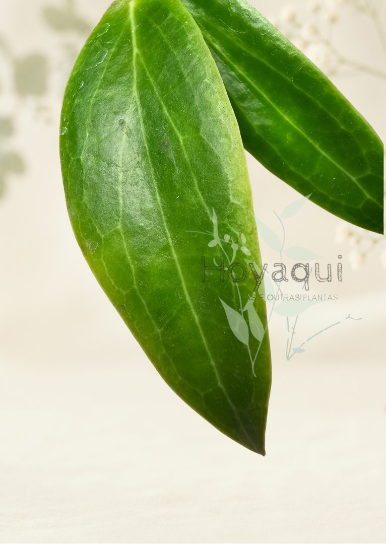 Hoya blashernaezii