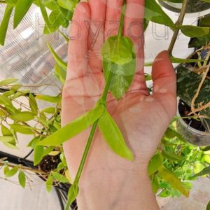 Hoya densifolia (corte)