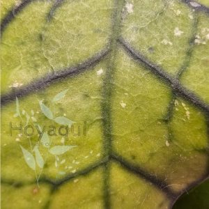 Hoya ranauensis