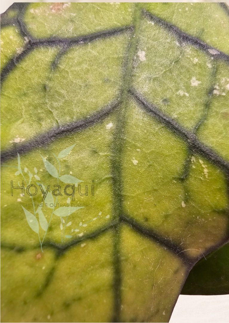 Hoya ranauensis