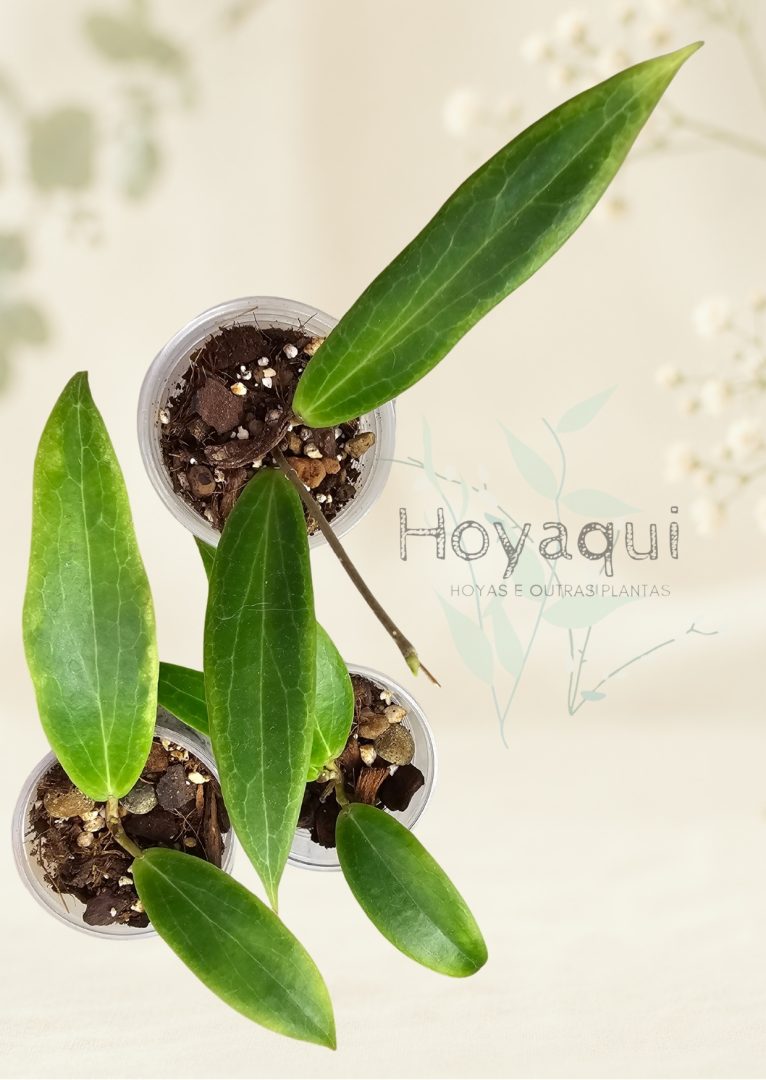 Hoya blashernaezii