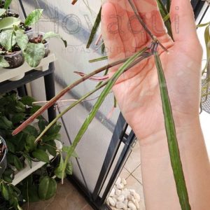 Hoya insularis (corte)