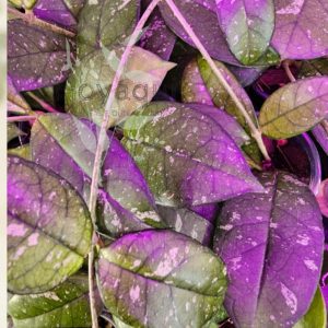 Hoya crassipetiolata splash (round leaf)
