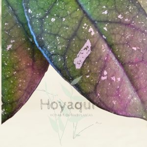 Hoya crassipetiolata splash (round leaf)