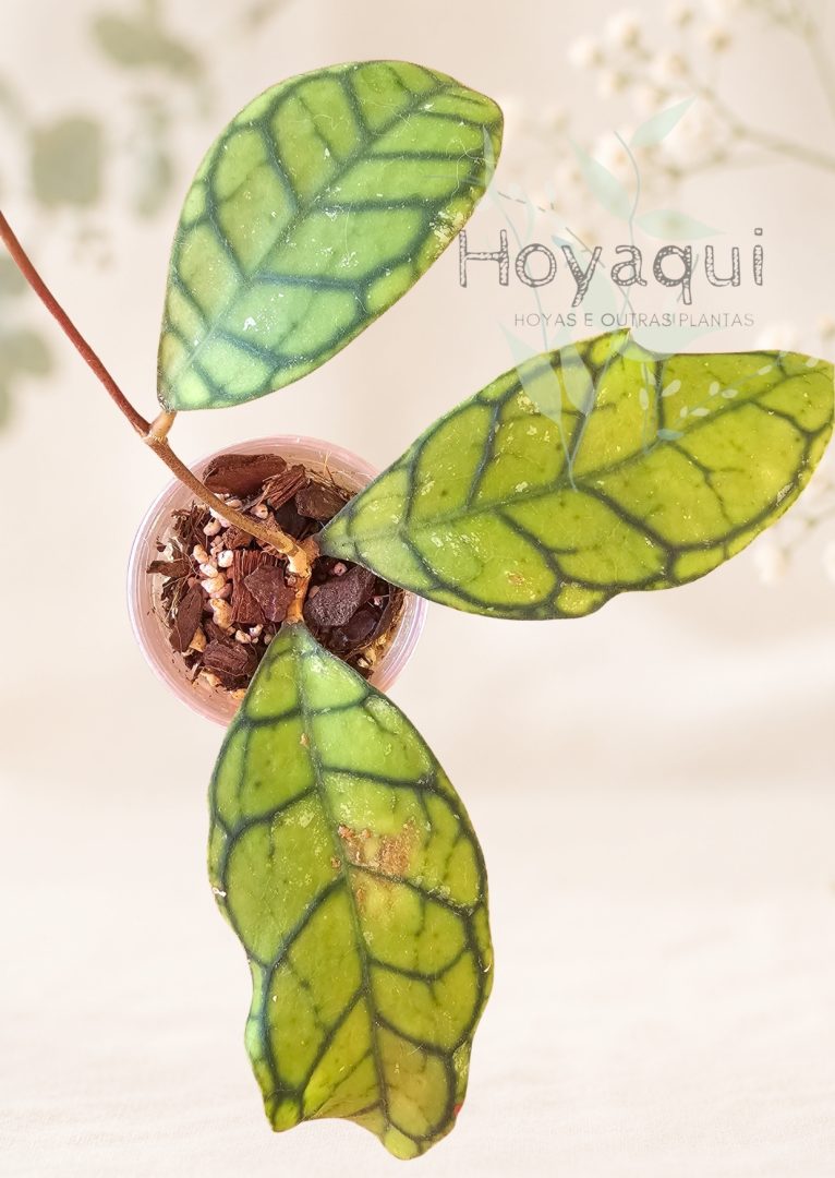 Hoya ranauensis