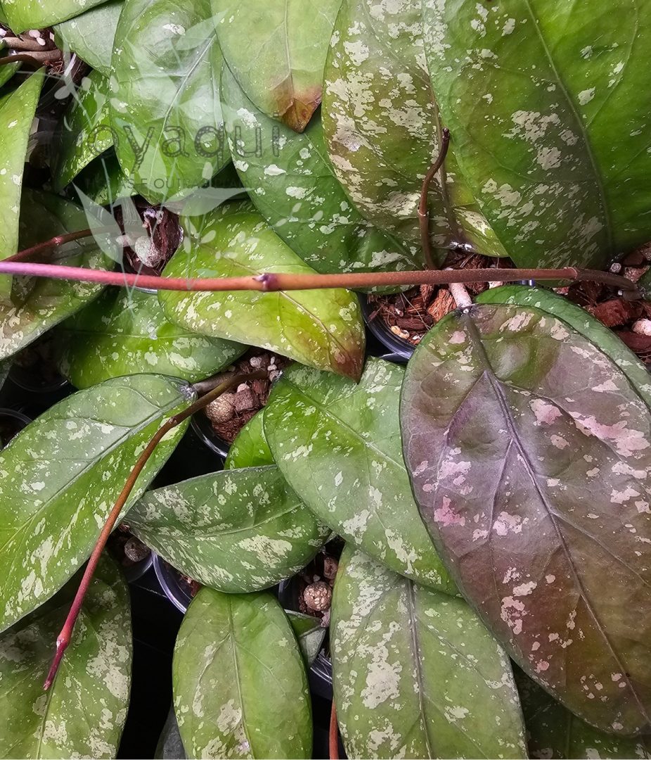 Hoya sp. Aceh splash