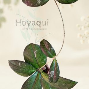 Hoya crassipetiolata splash (round leaf)