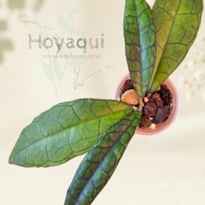 Hoya finlaysonii ‘Sukhirin’