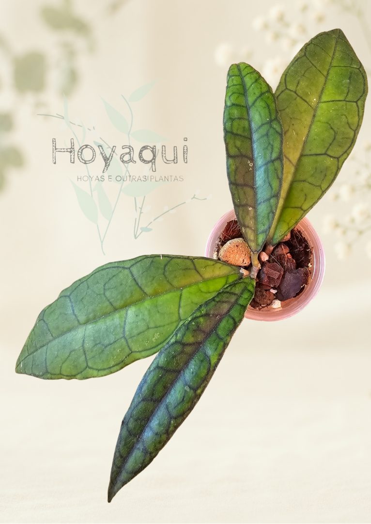 Hoya finlaysonii ‘Sukhirin’