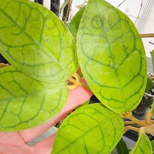 Hoya cv. 'Nui' (corte)