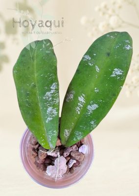 Hoya kaikoeana (antes sp. Dahlia)