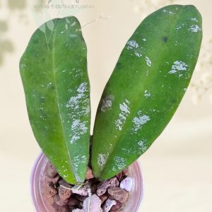 Hoya kaikoeana (antes sp. Dahlia)