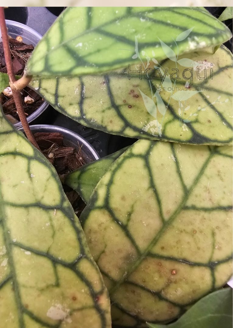 Hoya ranauensis