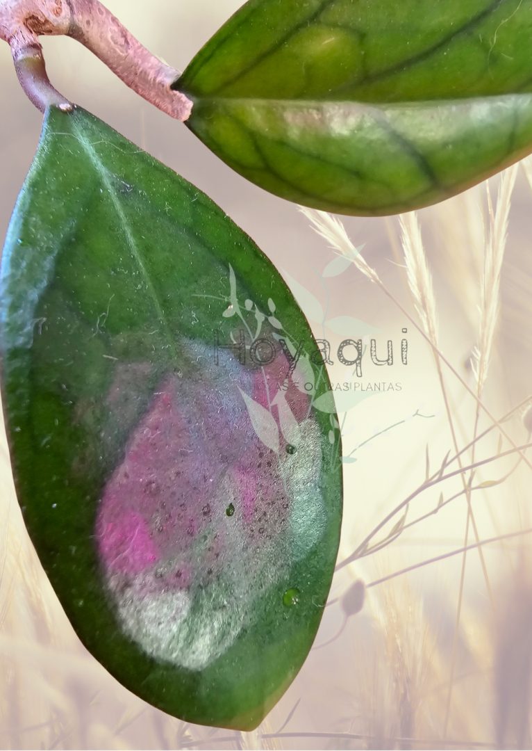 Hoya 'Puom Siam Ruby'