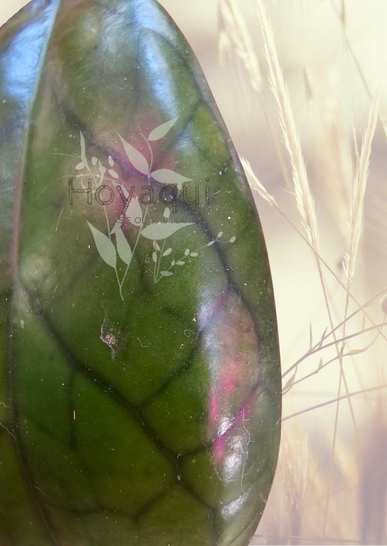 Hoya 'Puom Siam Ruby'