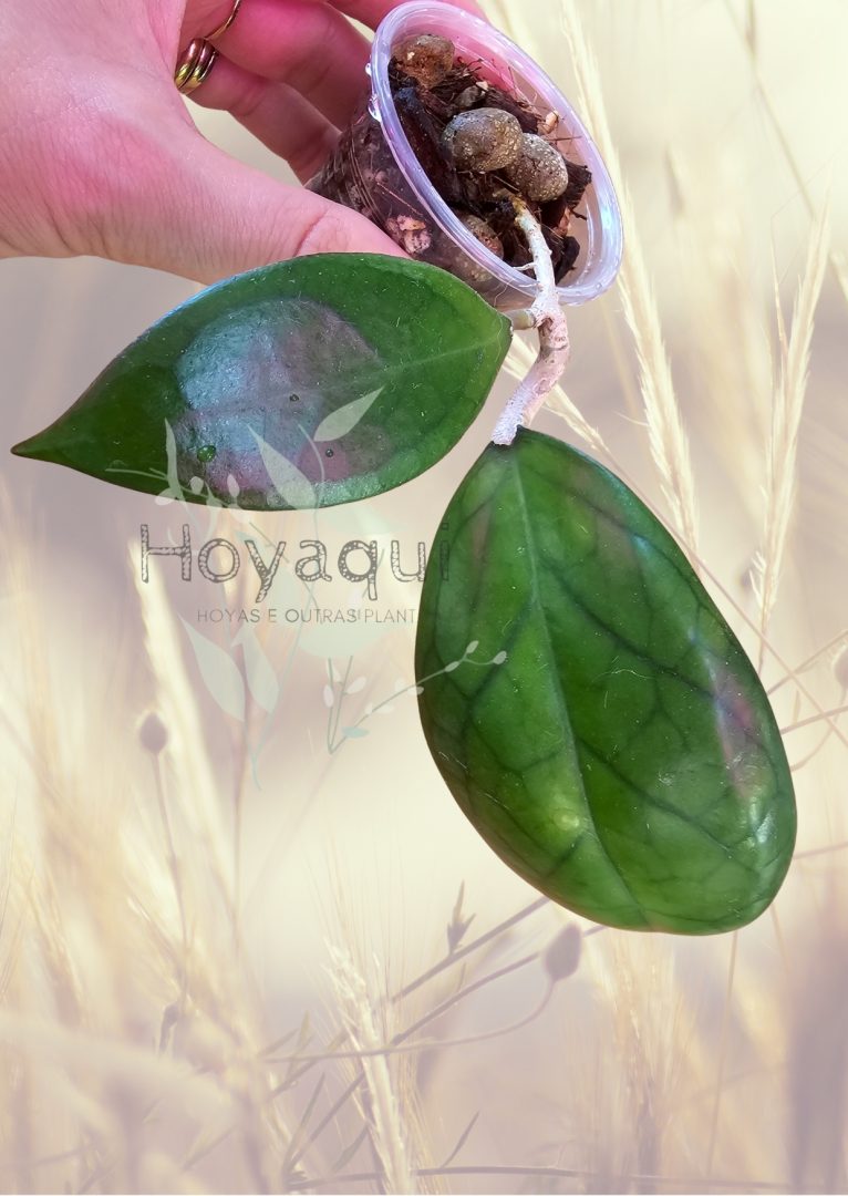 Hoya 'Puom Siam Ruby'